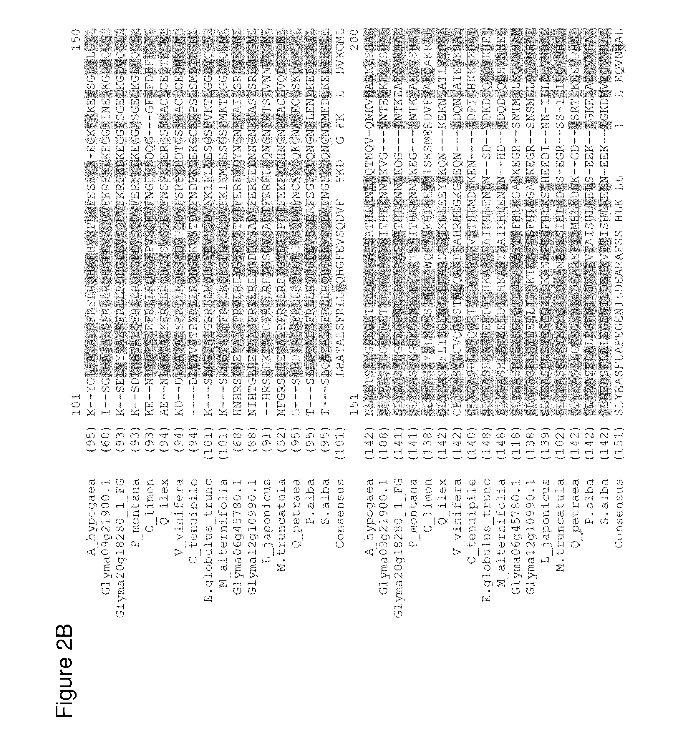 Legume isoprene synthase for production of isoprene