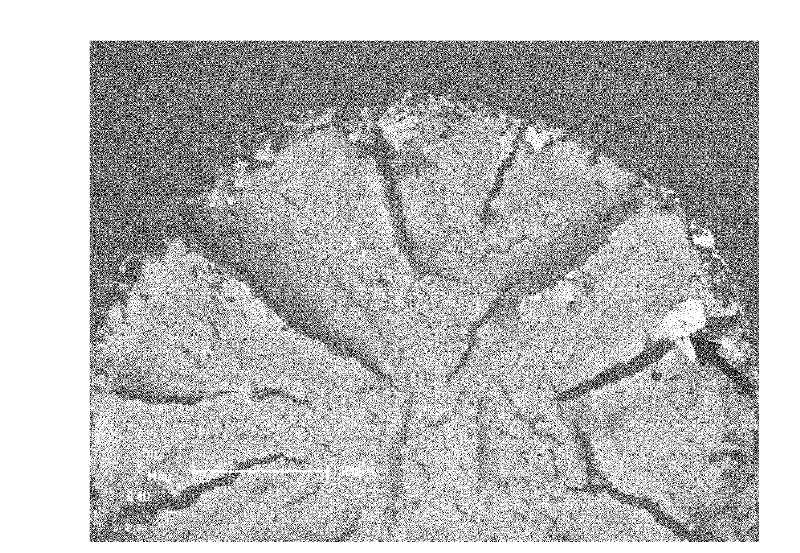 Method for producing nitrogen controlling low activity ferrite martensite steel for fusion reactor