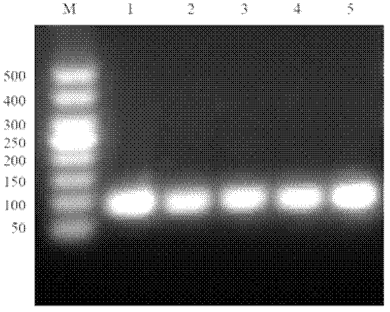 Pseudo-attP site based integrated general-purpose expression vector and construction method and application thereof