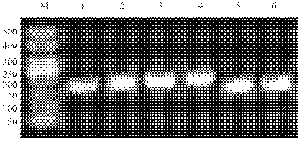 Pseudo-attP site based integrated general-purpose expression vector and construction method and application thereof