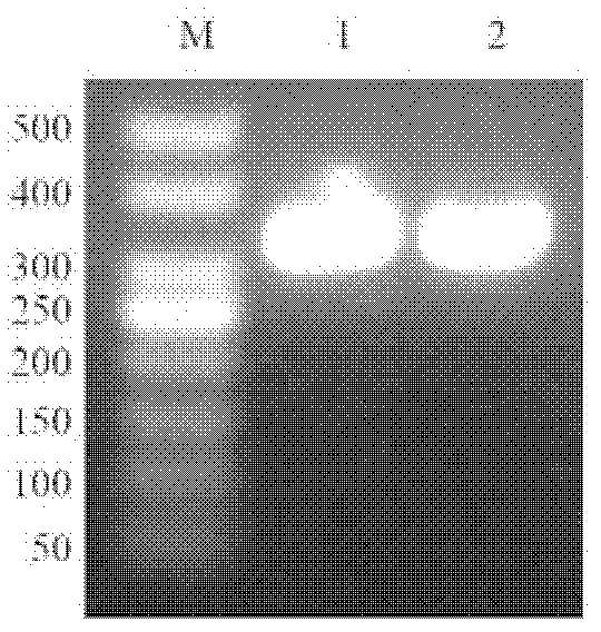 Pseudo-attP site based integrated general-purpose expression vector and construction method and application thereof