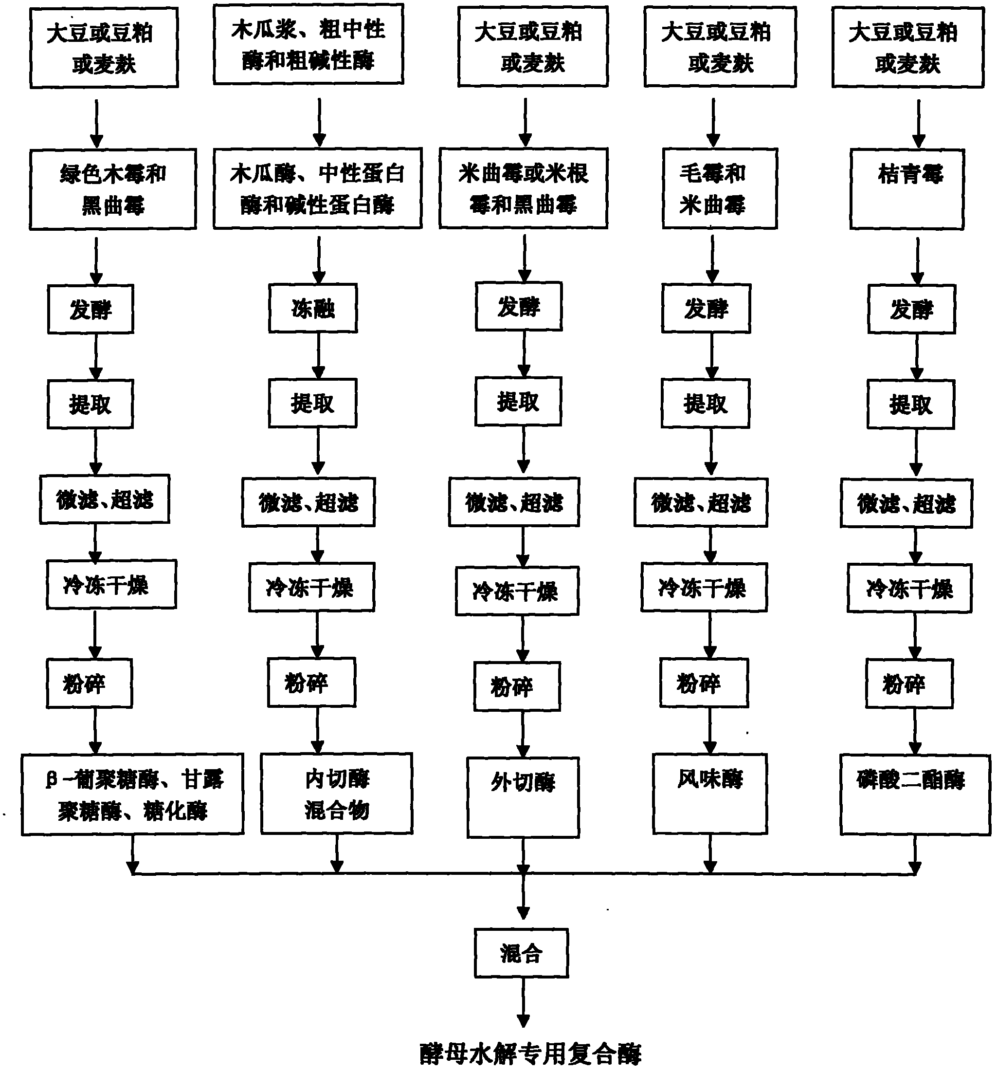 Special compound enzyme for yeast hydrolysis and preparation method thereof