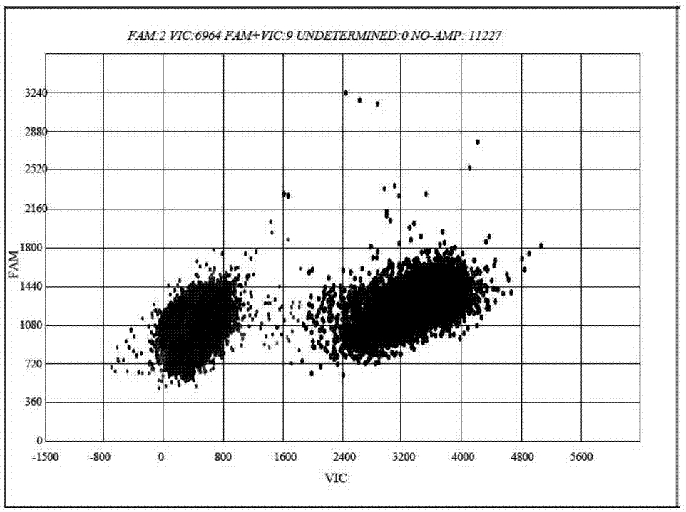 Primer probe composition, kit and method for detecting KRAS and BRAF gene mutations through 3D (Three-dimensional) digital PCR (Polymerase Chain Reaction)