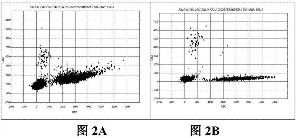 Primer probe composition, kit and method for detecting KRAS and BRAF gene mutations through 3D (Three-dimensional) digital PCR (Polymerase Chain Reaction)