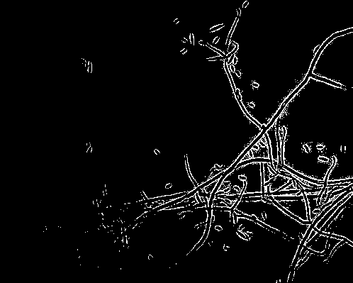 New lecanicillium bacteria genus fungi specie providing pathogenicity for diaphorina citri