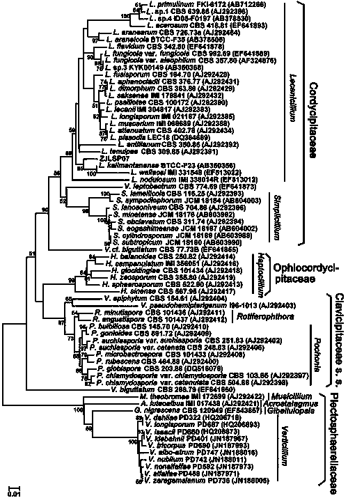 New lecanicillium bacteria genus fungi specie providing pathogenicity for diaphorina citri