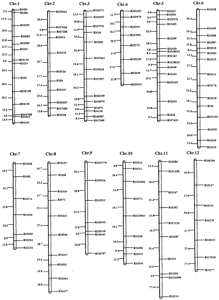 An ssr marker linked to the lrpw-related qtl for resistance to Lrpw-related rice Drosophila on chromosome 9 and its application