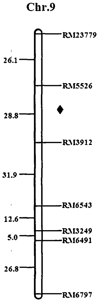 An ssr marker linked to the lrpw-related qtl for resistance to Lrpw-related rice Drosophila on chromosome 9 and its application