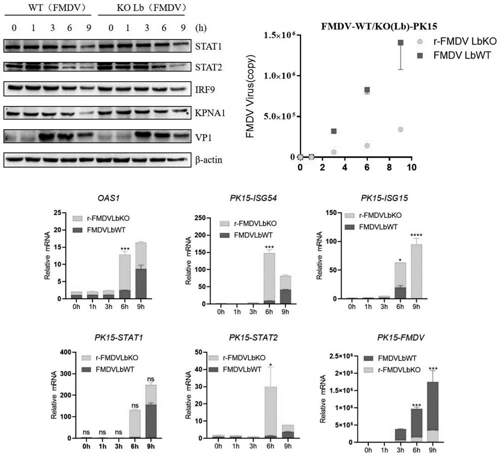 New applications of Lpro protein and applications of FMDV L gene deletion mutant strain