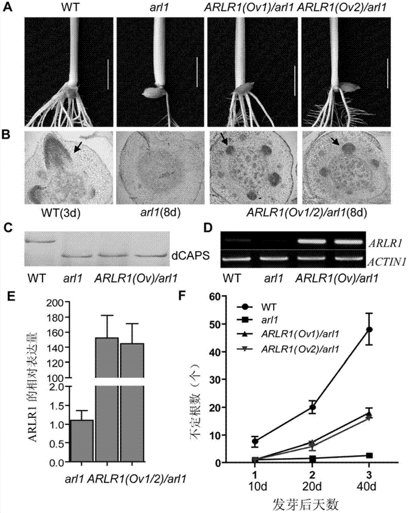 Rice adventitious root control gene ARLR1 and application thereof