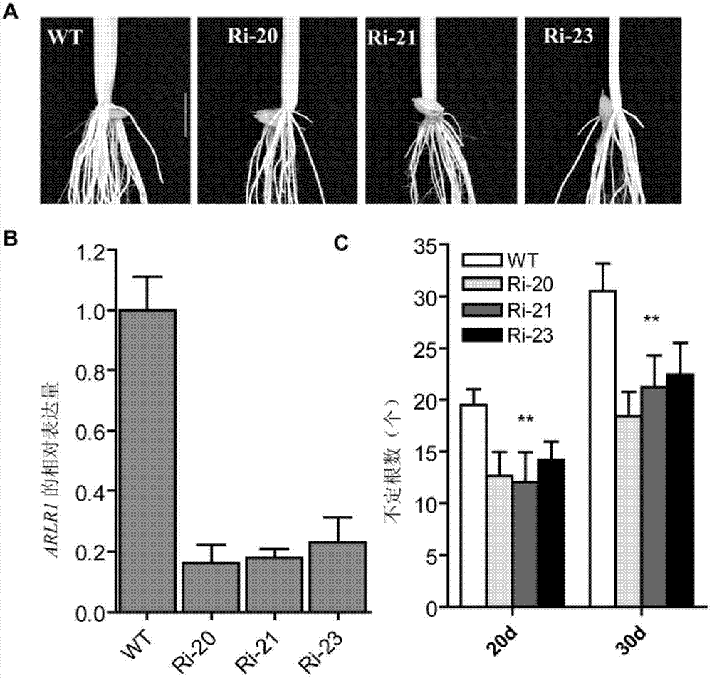 Rice adventitious root control gene ARLR1 and application thereof