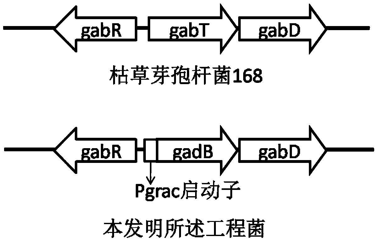 A kind of engineering bacteria producing γ-aminobutyric acid and its construction and application