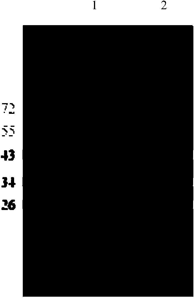 High-specific activity acidic beta-mannase Man5D as well as gene and application thereof