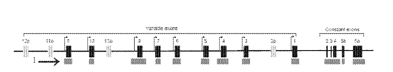 Set of single nucleotide polymorphism (SNP), biological marker and haplotype block tag single nucleotide polymorphisms (tagSNPs) for diagnosing hyperbilirubinemia