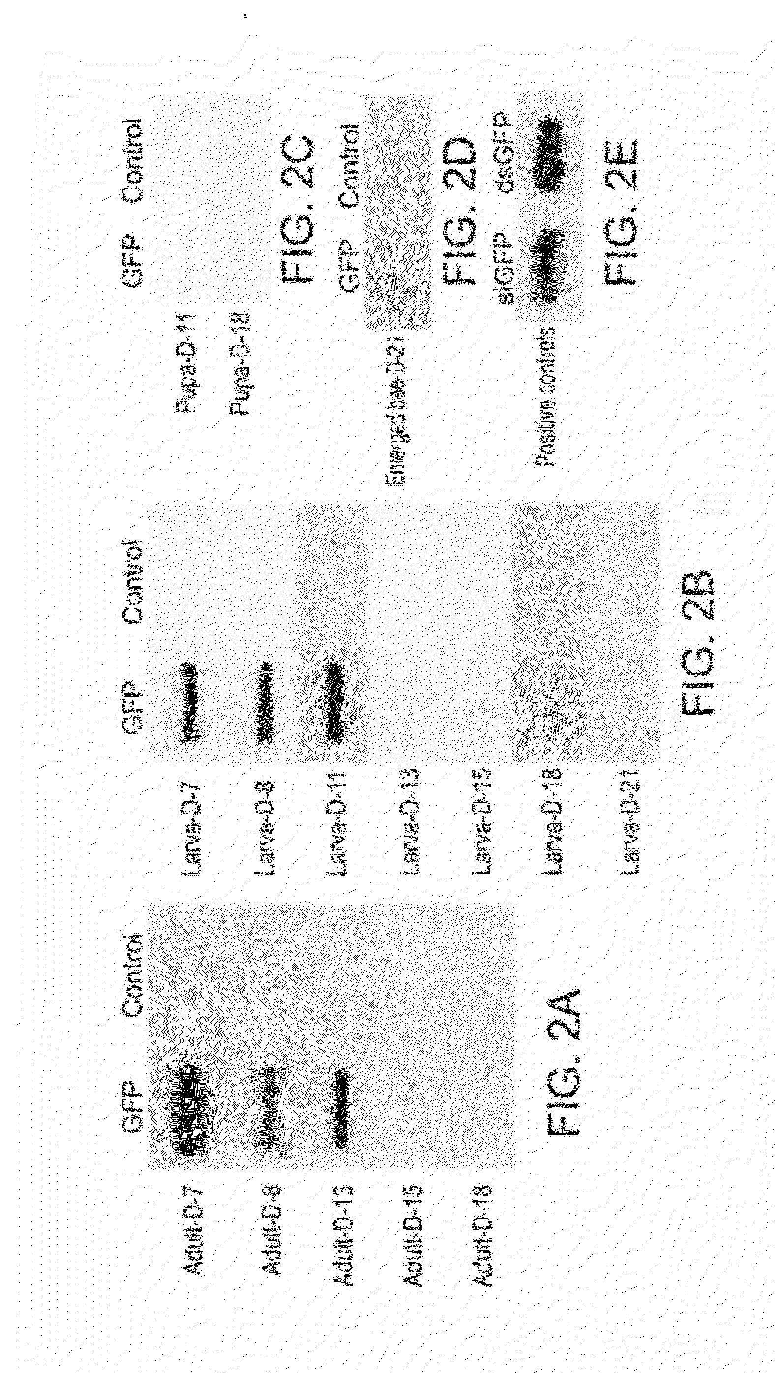 Compositions for Controlling Varroa Mites in Bees