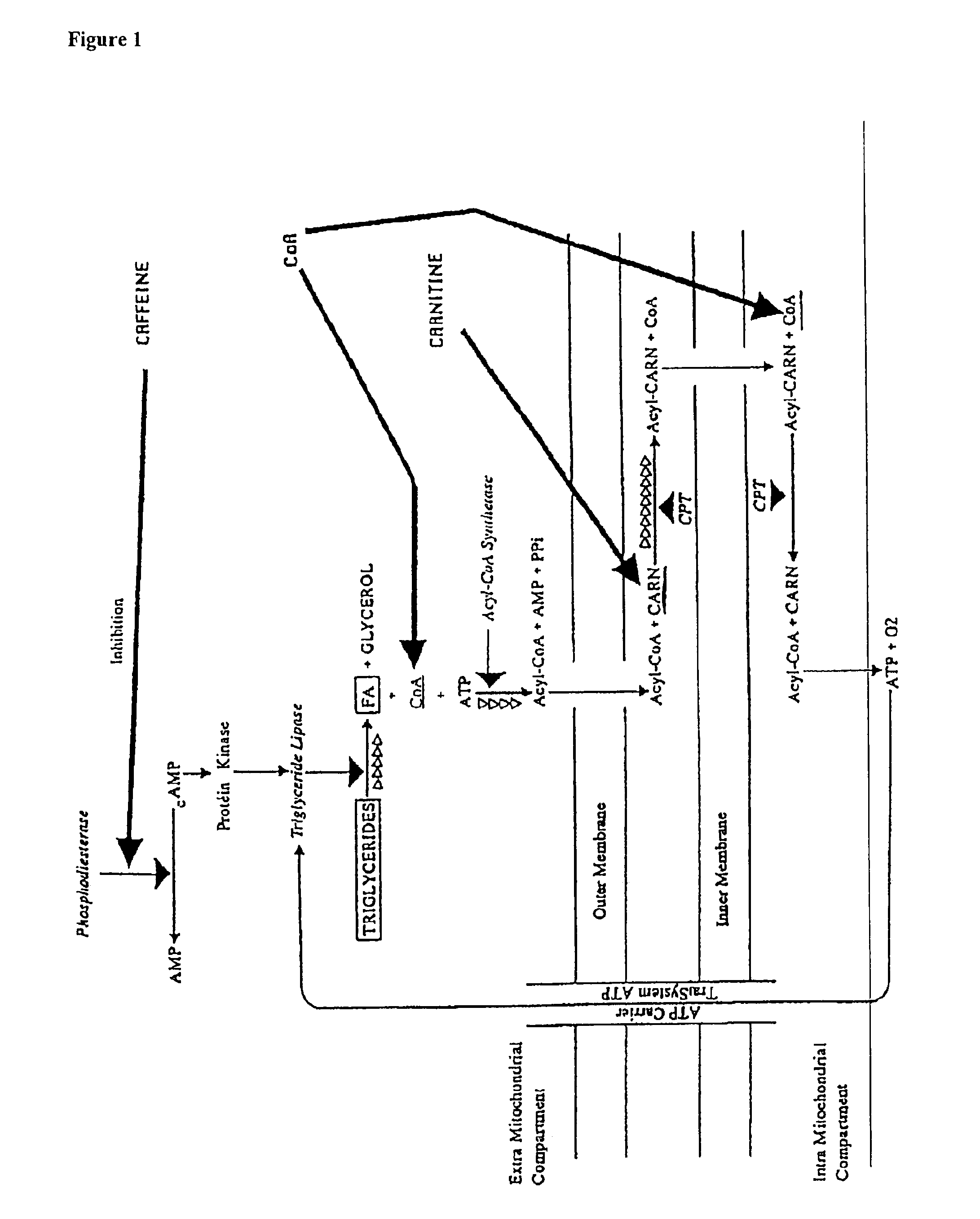 Preparation for reducing and/or preventing body fat and respective uses, in particular together with a dressing material