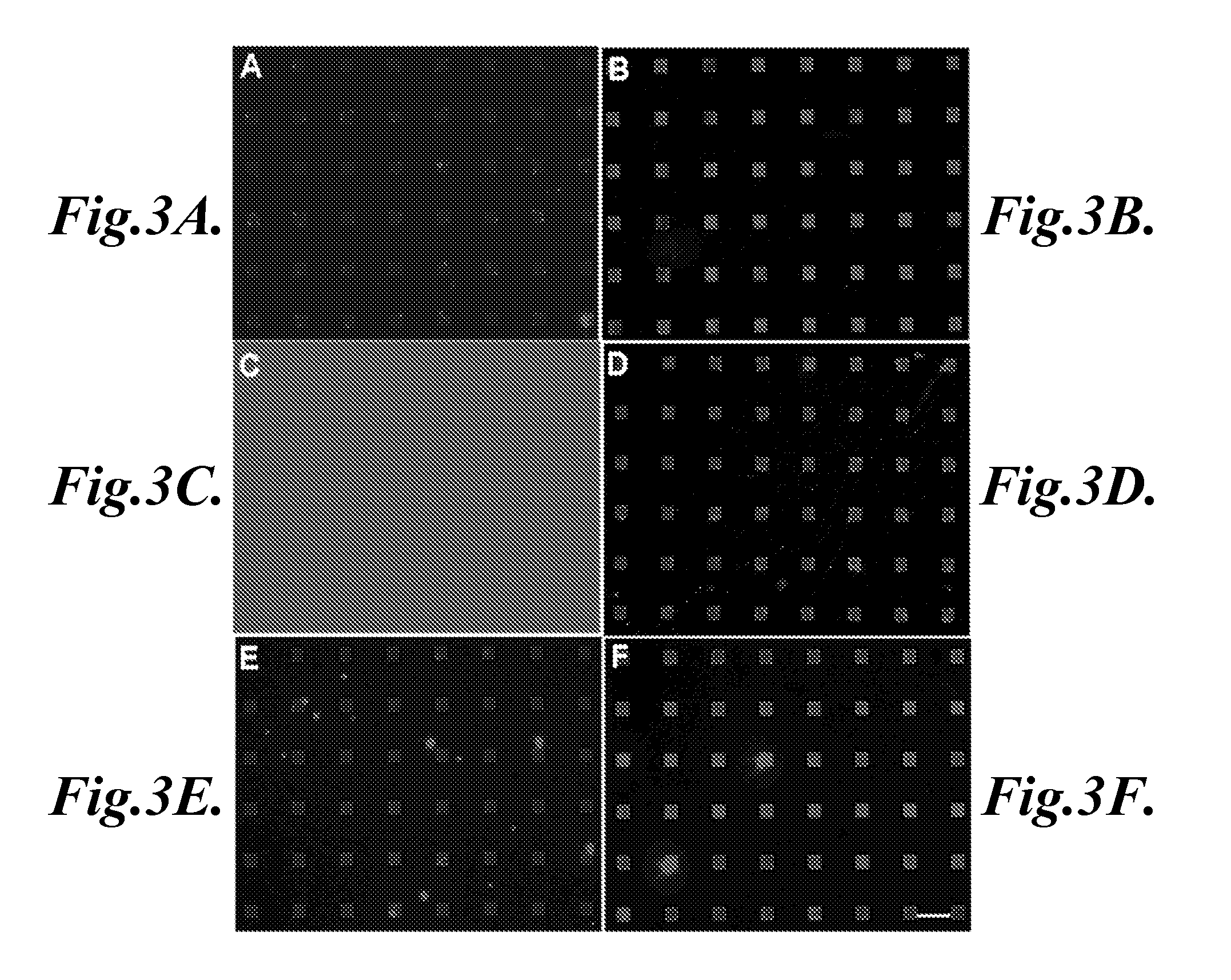 Arrays and methods for guided cell patterning