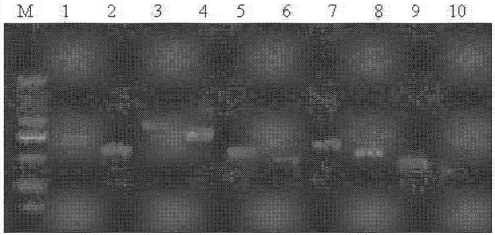 Method for identifying iron deficiency-resistant apple rootstocks