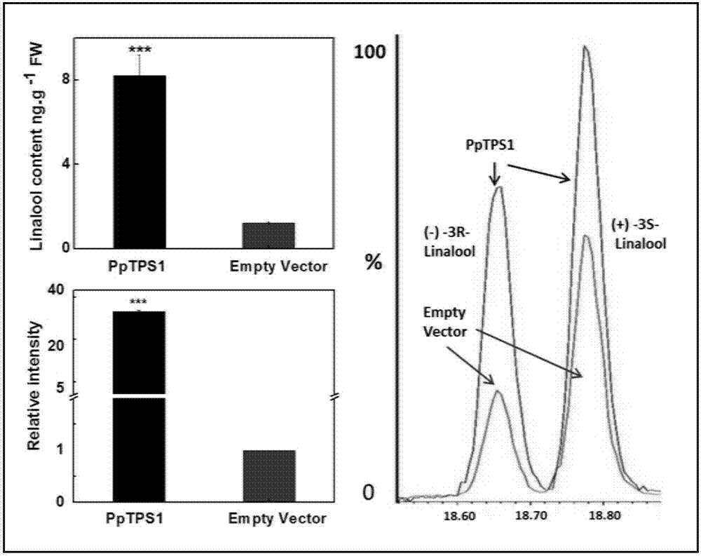 Method for realizing gene transient expression in peach fruits