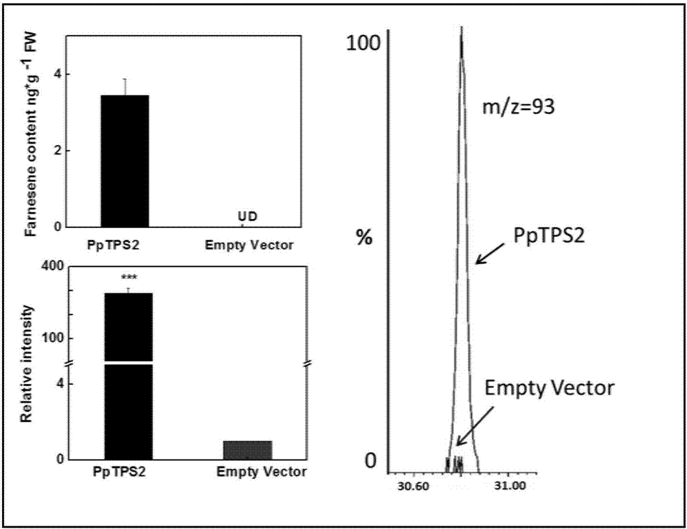 Method for realizing gene transient expression in peach fruits