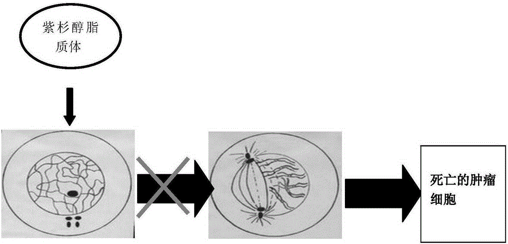 Doxorubicin hydrochloride-docetaxel or paclitaxel liposome preparation and preparation method thereof