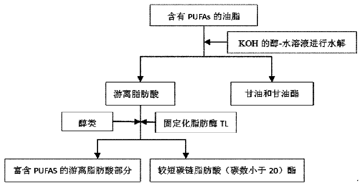 Method for Enriching Long-chain Polyunsaturated Fatty Acids Using Immobilized Thermomyces lanuginosus Lipase