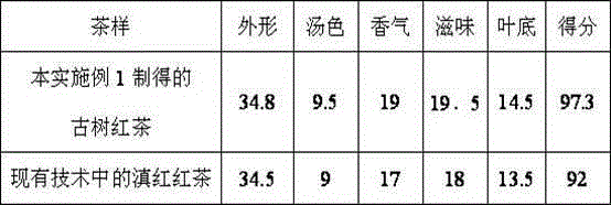 Making method of ancient tea tree black tea