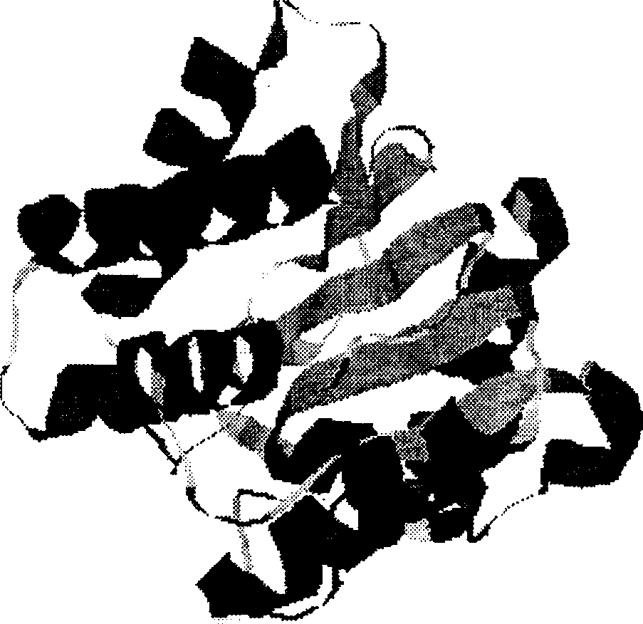 Leptospira pathogenic related protein and its code squence