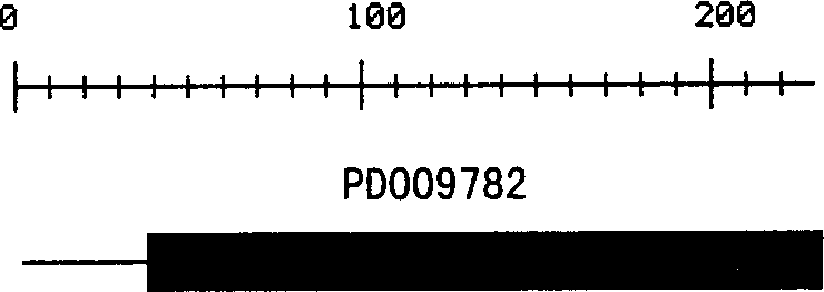 Leptospira pathogenic related protein and its code squence