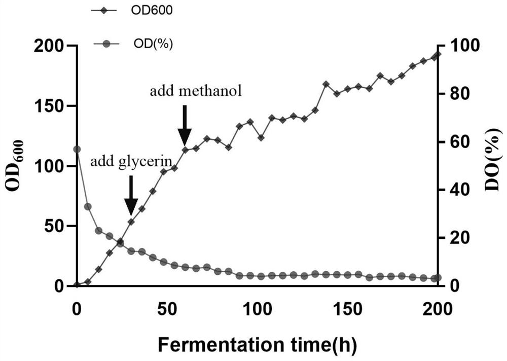 Preparation and application of recombinant mannase-glp-1 and its homologues