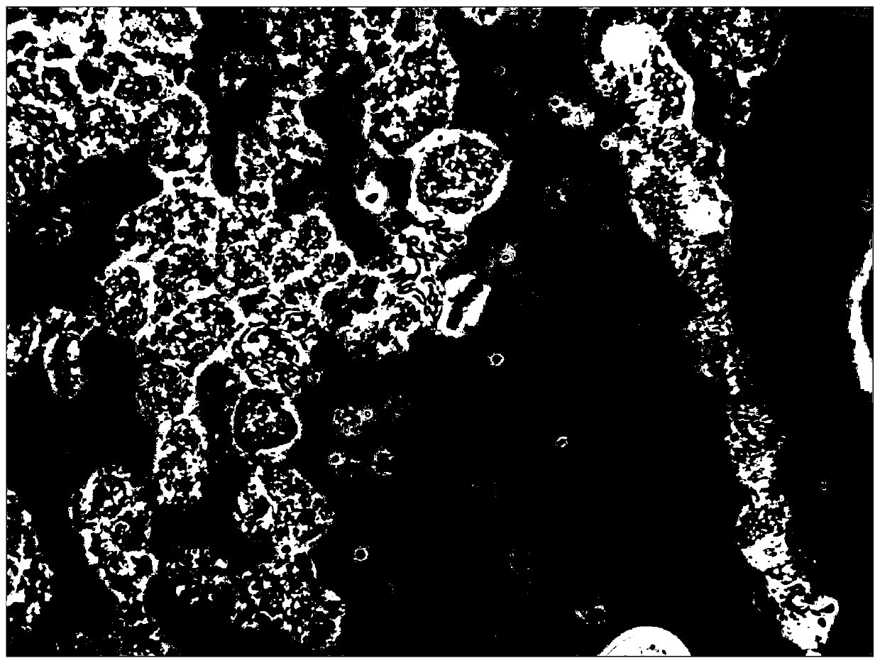 Method for improving mitotic phase of chrysanthemum root tip by artificial regulation