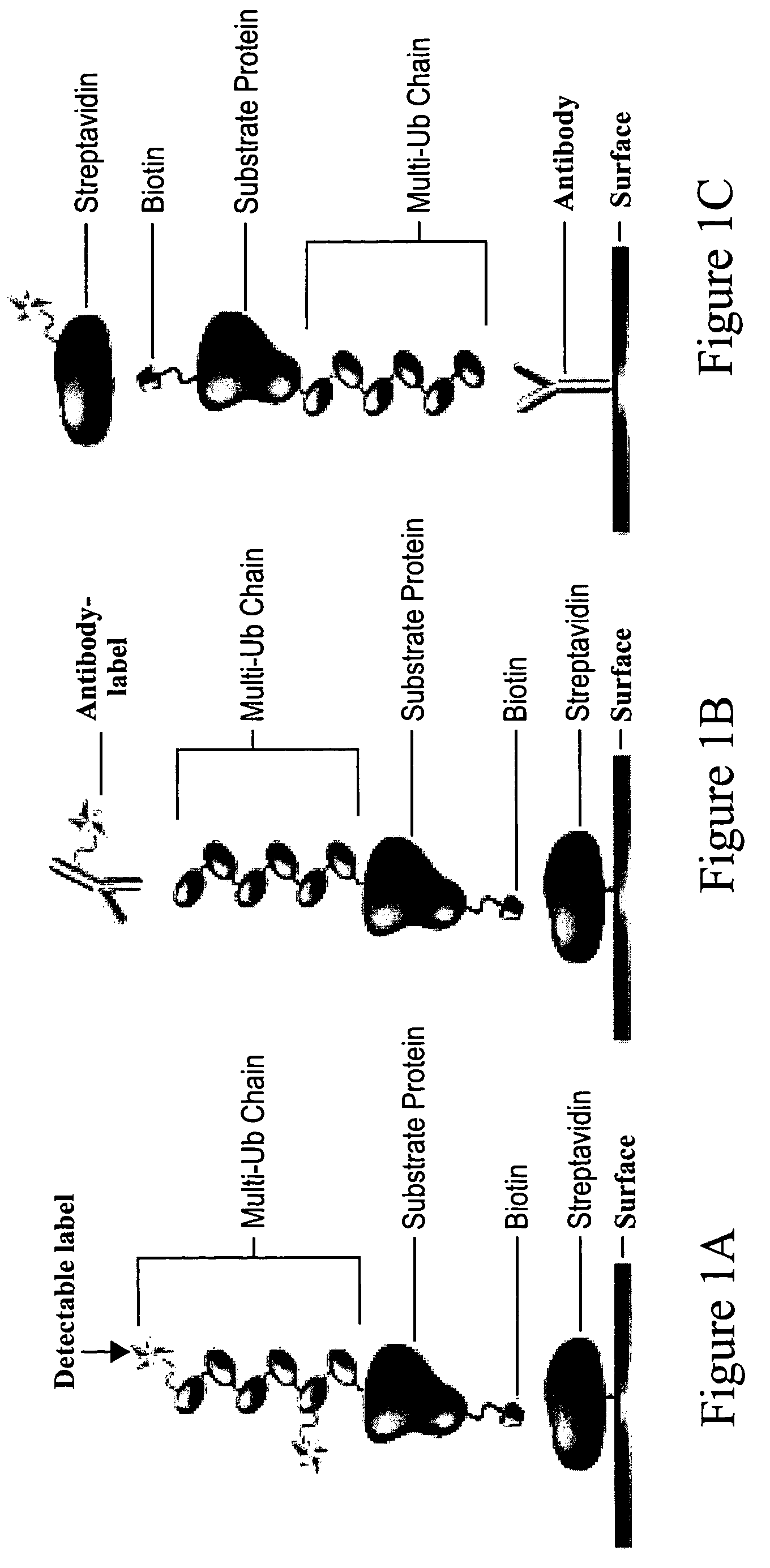 Substrates of N-end rule ubiquitylation and methods for measuring the ubiquitylation of these substrates