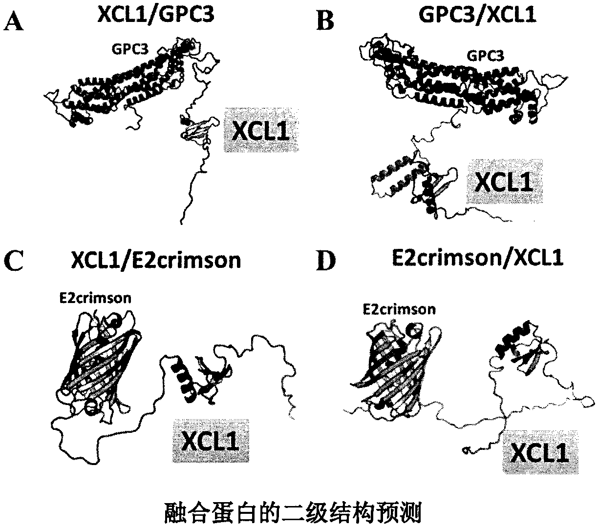 Hepatocellular carcinoma vaccine targeting secondary lymphoid tissues