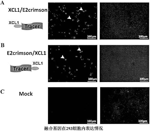 Hepatocellular carcinoma vaccine targeting secondary lymphoid tissues