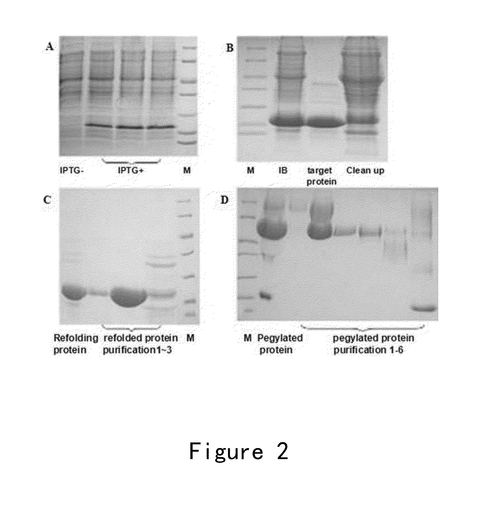 Endostatin mutants with mutations at atp binding sites