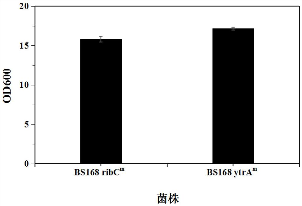 Gntr family transcriptional repressor mutants, mutant genes and their role in the production of vitamin b  <sub>2</sub> application in