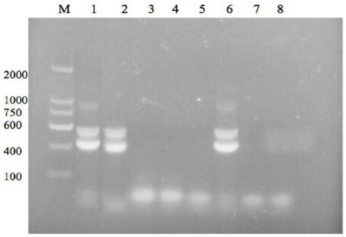 Primer and probe combination and application for Chlamydia psittacosis genotype detection