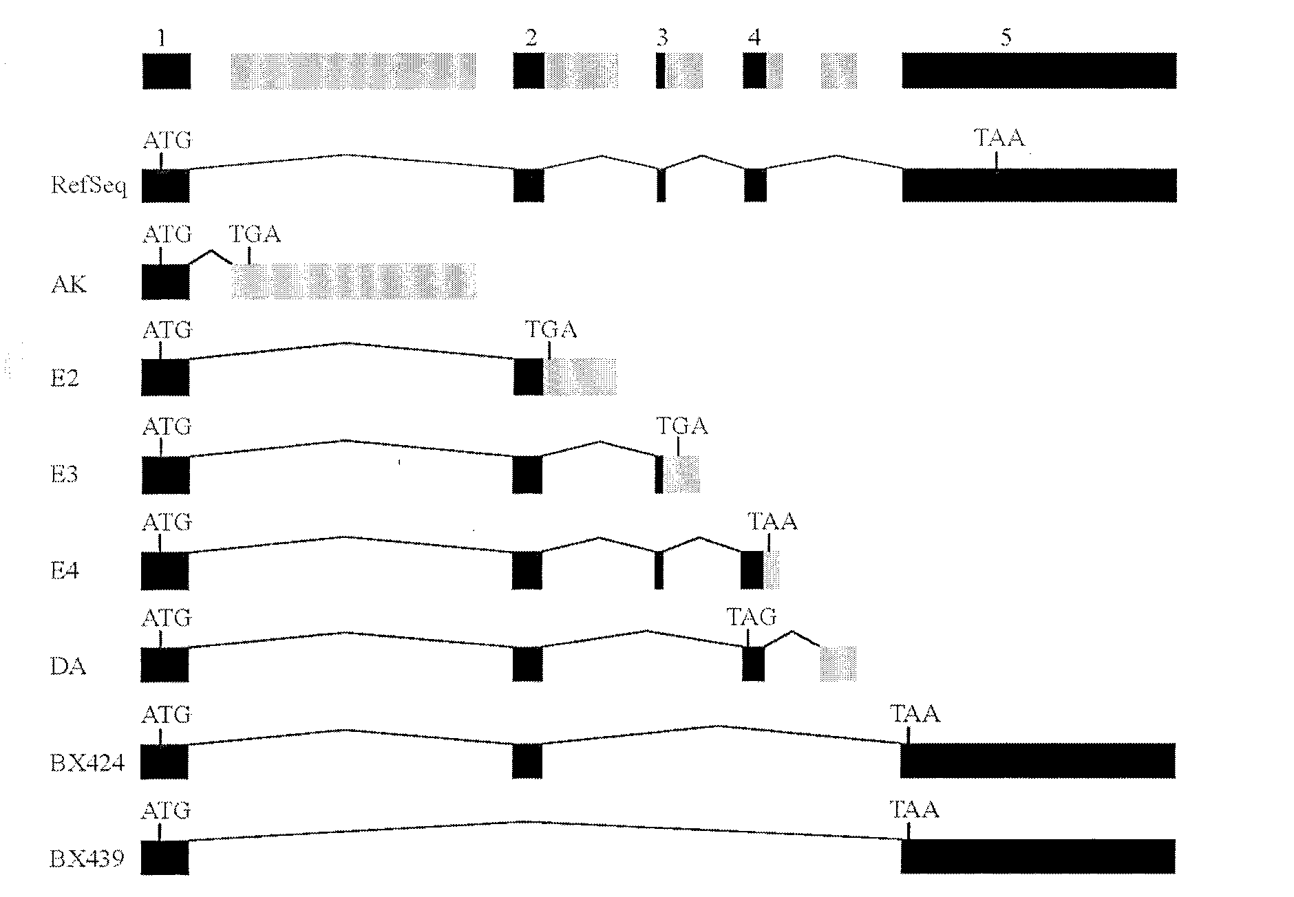 Applications of TRAIL truncated mutant in activating NF-kappaB and in inflammatory responses