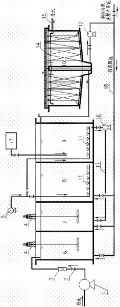 System and process for sludge in situ decrement enhanced by utilizing metazoan and application of process