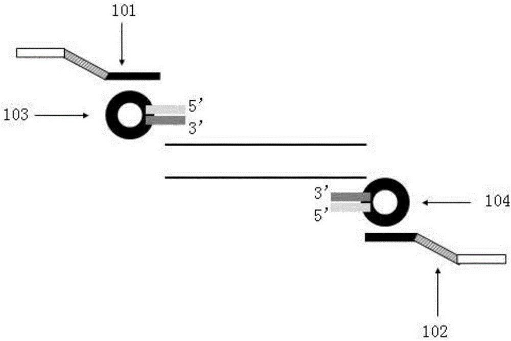 Method for performing multiplex PCR by utilizing hairpin primers