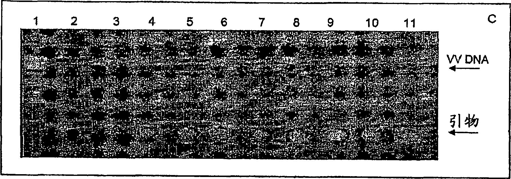 Nanoemulsion vaccines