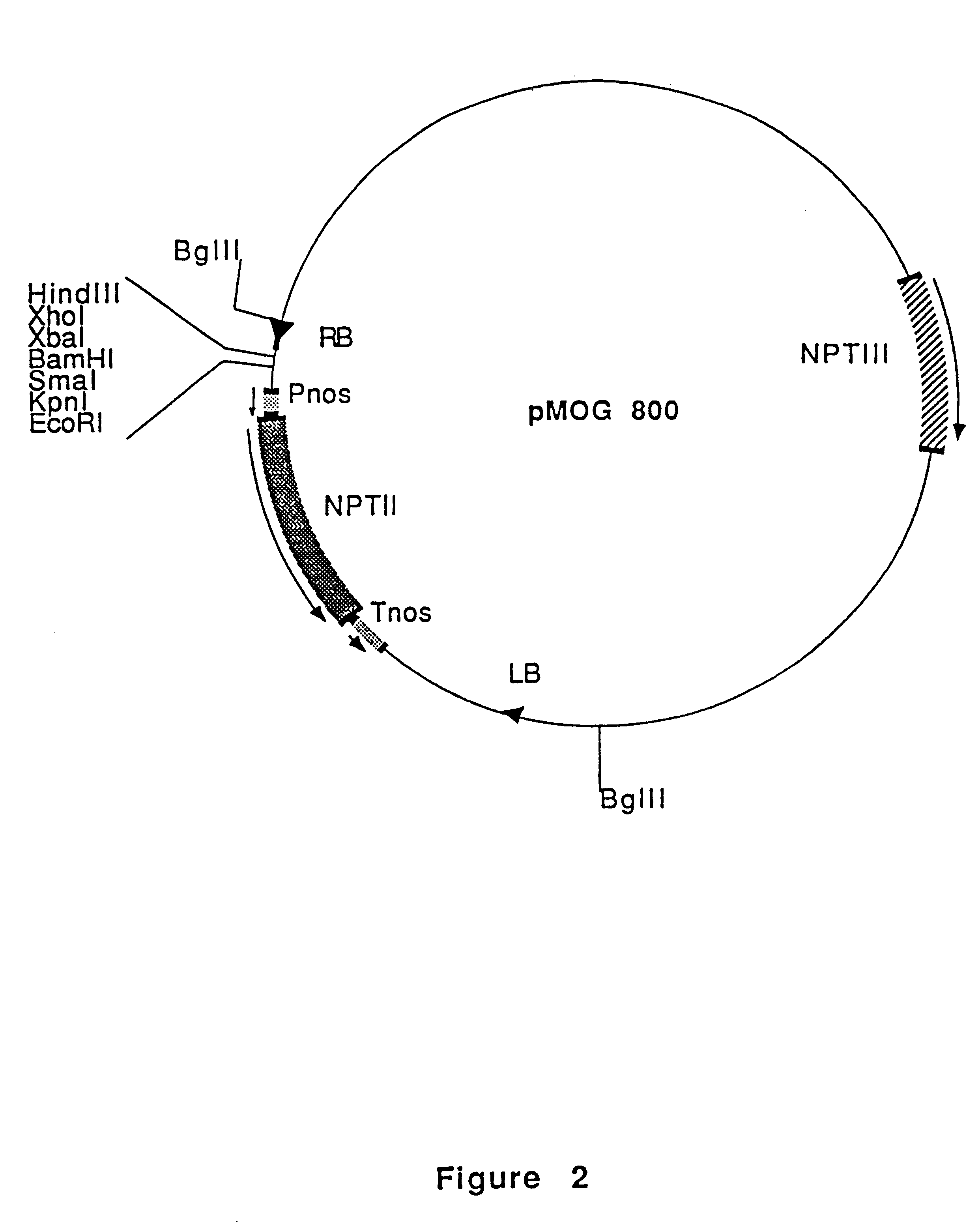 Nematode-inducible plant gene promoter