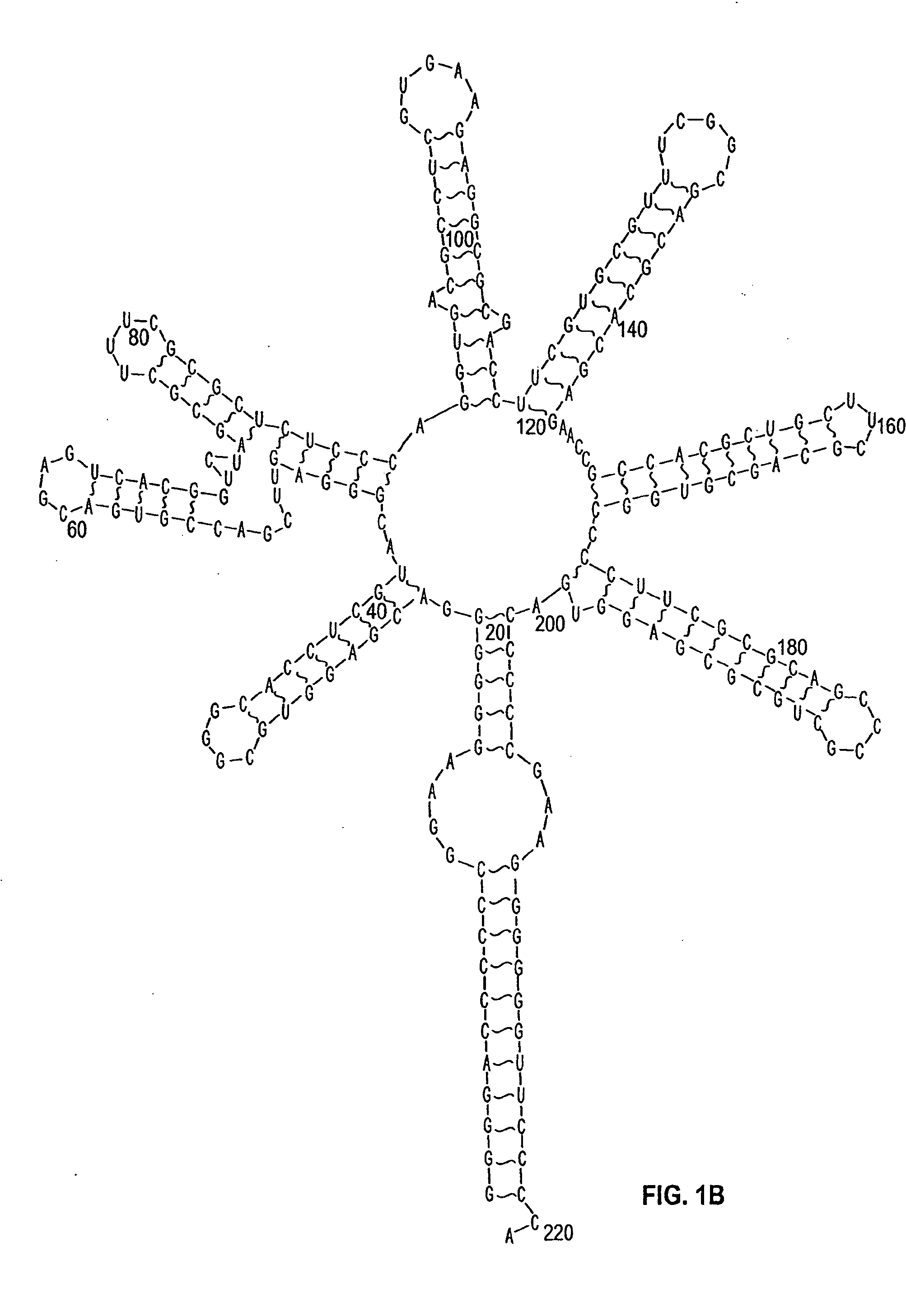 Agglomeration protein cascades, compositions and methods regarding the same