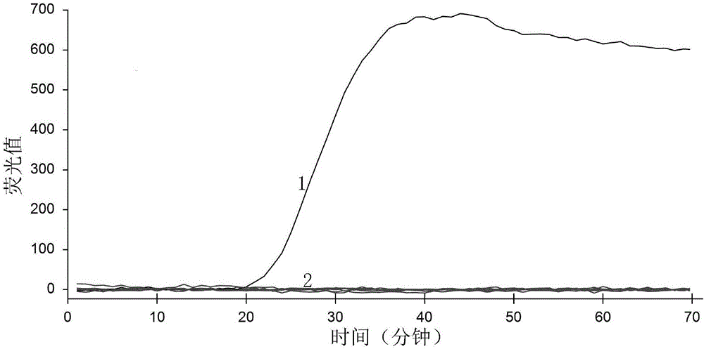 Ustilaginoidea virens spore real-time quantification loop-mediated isothermal amplication detection method and kit