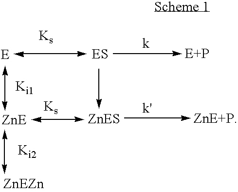 Activation of peptide prodrugs by hK2