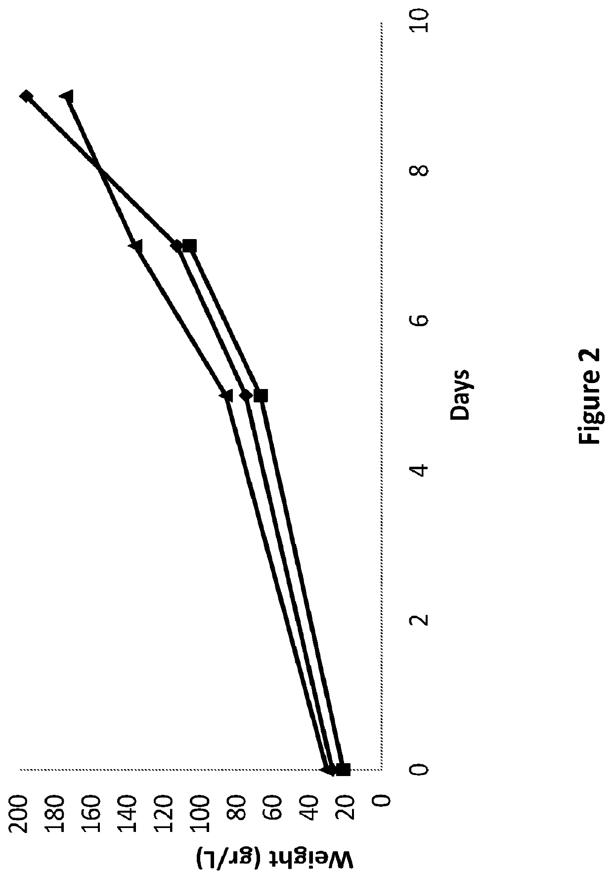 Olive derived cell culture and methods for preparing and using the same