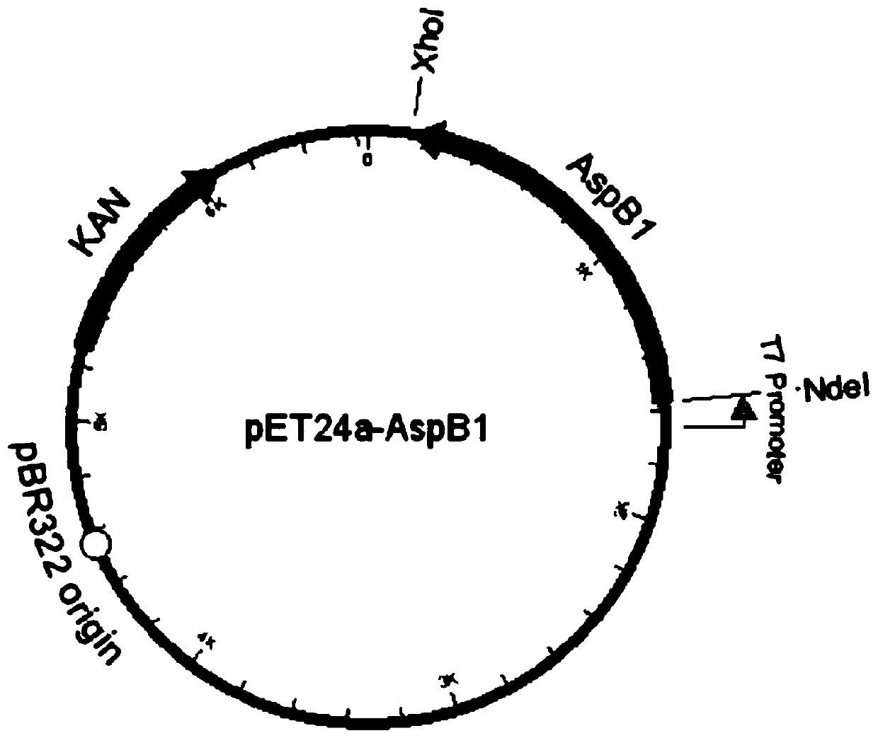 Aspartate ammonia lyase mutant and application thereof