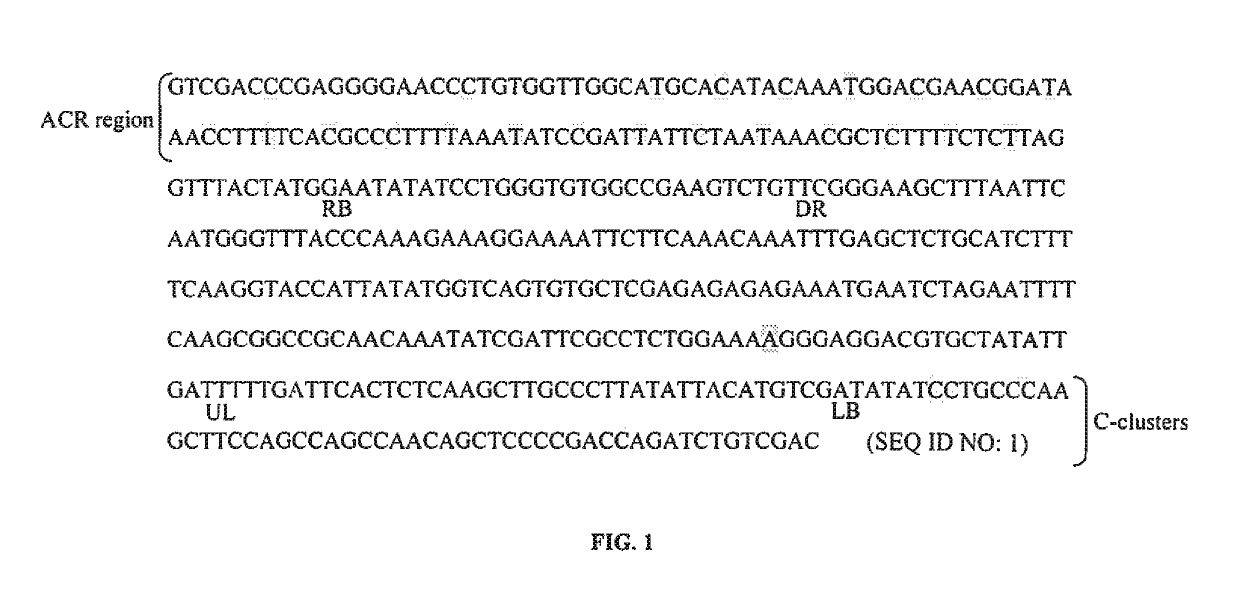 Binary vectors with minimized biosafety concerns and high transformation rates by engineered plant-derived transfer-DNA