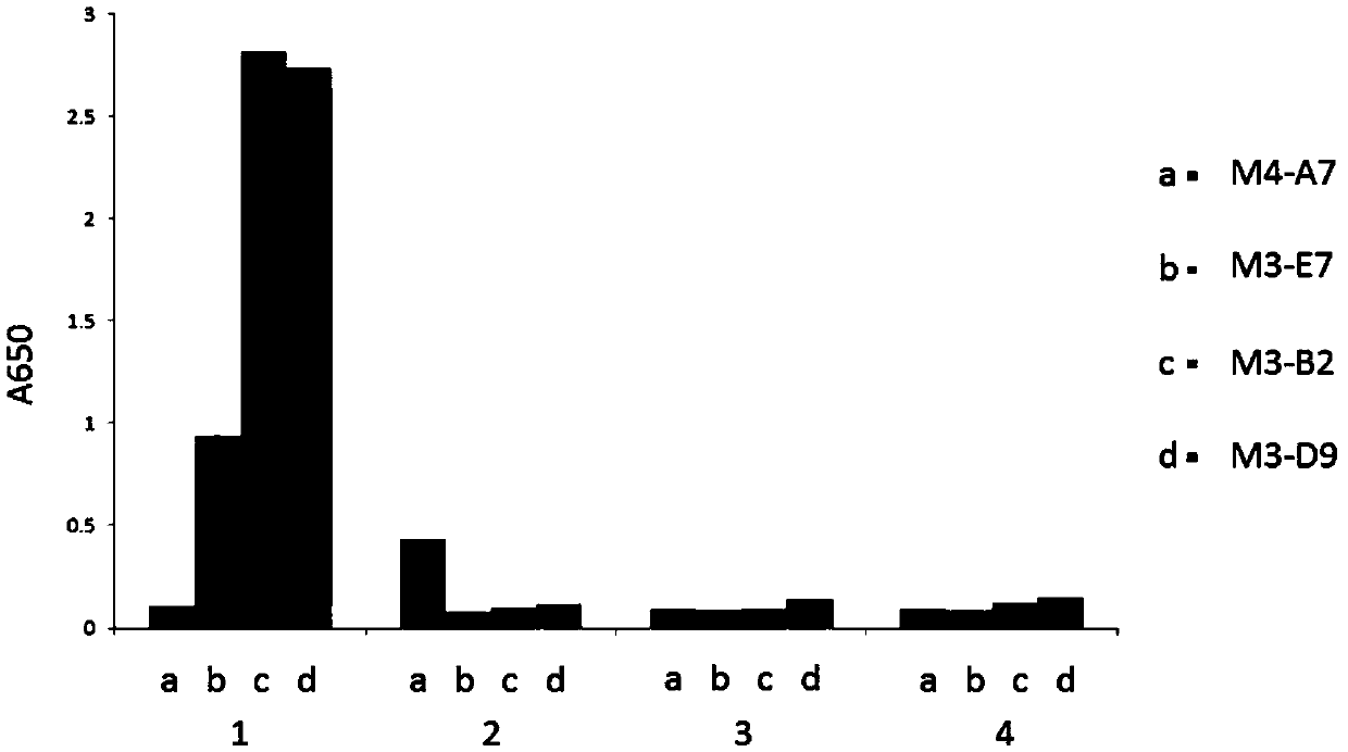 Single-domain antibody for recognizing complex formed by HLA-A2 molecule and ITDQVPFSV short peptide