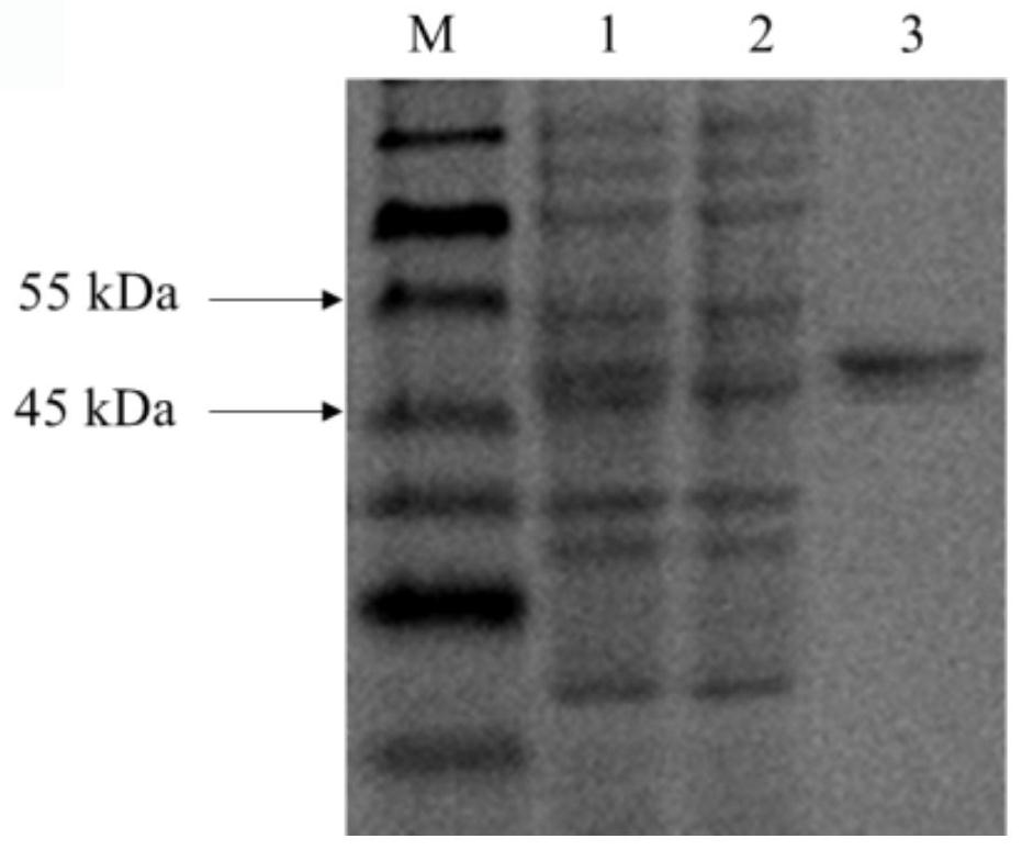 Cracking polysaccharide monooxygenase and application thereof